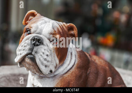 Francia bulldog cane giocattolo che sembra molto triste Foto Stock