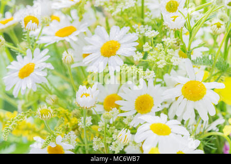 Diversi fiori di campo coperto con gocce di rugiada sul prato estivo closeup Foto Stock
