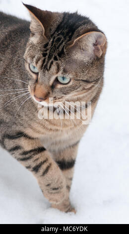 Il Bengala tabby cat passeggiate nella neve. Una bella immagine di un gatto curioso passeggiate sulla neve per la prima volta. Foto Stock