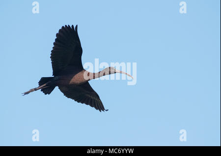 Bird :ritratto della coppia ibis lucido in volo Foto Stock