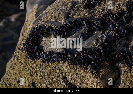 Naturalmente crescente della Cornovaglia le cozze in una a forma di cuore ad ammassarsi sulla roccia illuminata dal sole a bassa marea - ottimo indicatore di buona acqua di mare Foto Stock