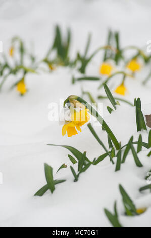 Mini bestia da est a molla rivestita fioritura narcisi che stanno spuntando attraverso pesanti la caduta di neve, Narcisi Tete-un-Tet fiori Foto Stock