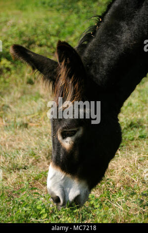 EQUUS ASINUS, asino Foto Stock