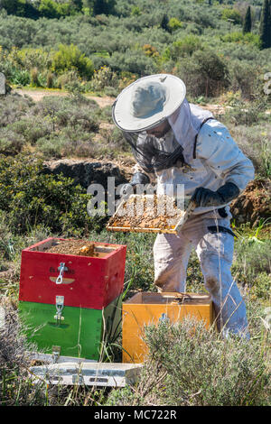 Un apicoltore rimozione di api mellifere dall'alveare per ispezione. Vicino a Kardamyli nelle mani esterna, Peloponneso, Grecia Foto Stock