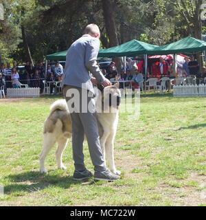 Presso la Mostra canina Foto Stock