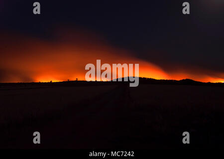 Incendio di foresta, Pinus pinaster, Guadalajara (Spagna) Foto Stock