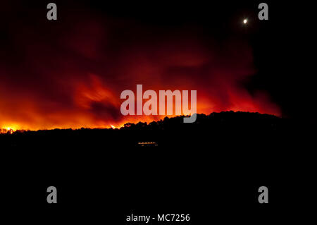 Incendio di foresta, Pinus pinaster, Guadalajara (Spagna) Foto Stock