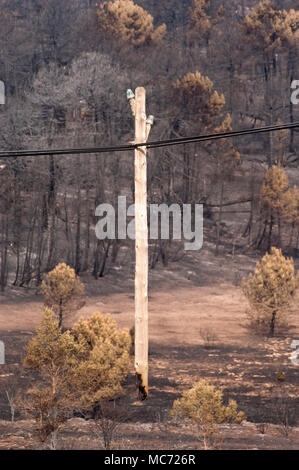 Incendio di foresta, Pinus pinaster, Guadalajara, dopo l'incendio (Spagna) Foto Stock