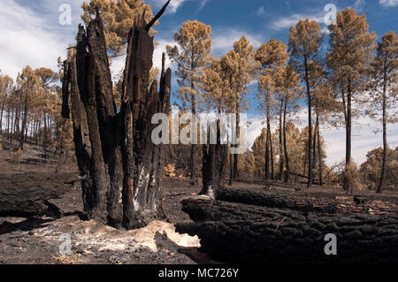 Incendio di foresta, Pinus pinaster, Guadalajara, dopo l'incendio (Spagna) Foto Stock