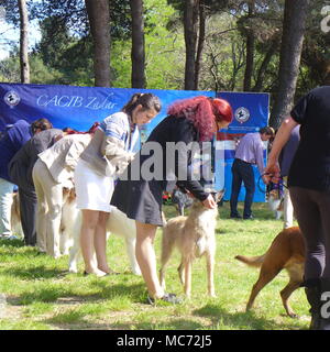 Presso la Mostra canina Foto Stock