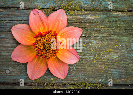 Totalmente mandarino, forma colarette dalia. Foto Stock