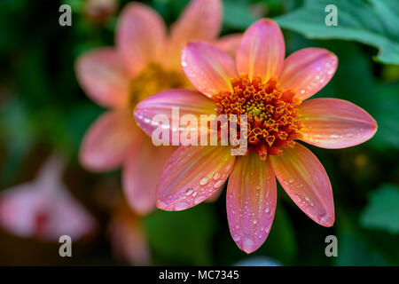 Totalmente mandarino, forma colarette dalia. Foto Stock