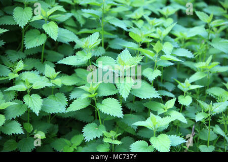 Molte sensazioni puntorie ortiche piante (Urtica) Foto Stock