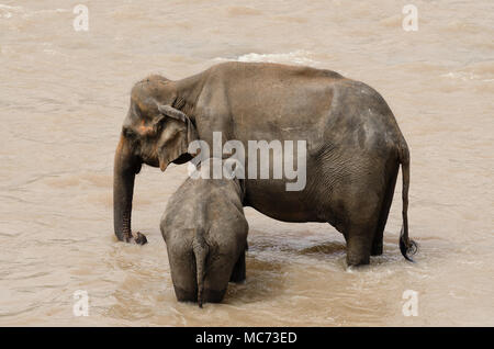 L'Orfanotrofio degli Elefanti di Pinnawela Sri Lanka. Gli animali la balneazione nel fiume. Tourist hot spot Foto Stock