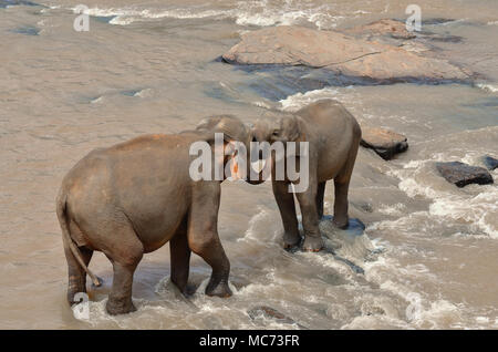 L'Orfanotrofio degli Elefanti di Pinnawela Sri Lanka. Gli animali la balneazione nel fiume. Tourist hot spot Foto Stock