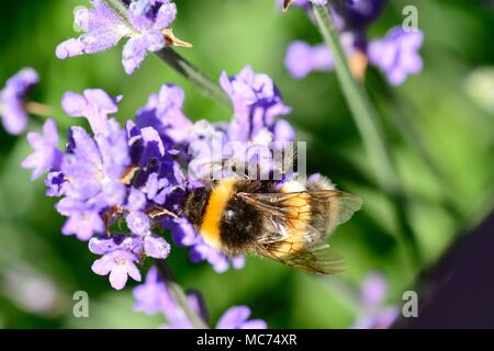 Ripresa macro di un Bumble Bee impollinare i fiori di lavanda Foto Stock