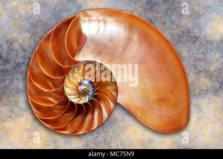 Guscio di un Chambered Nautilus tagliati a metà Foto Stock