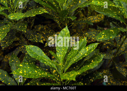 Sfondo floreale - verde in oro speckls foglie di polvere d oro Croton (Codiaeum variegatum, giardino croton o variegata di croton) Foto Stock