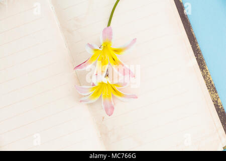 Coloratissimi fiori di primavera, con vuoto aprire le pagine di diario, closeup sfondo. Foto Stock