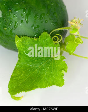 Una chiusura di un cetriolo e le sue foglie e viticci. Foto Stock