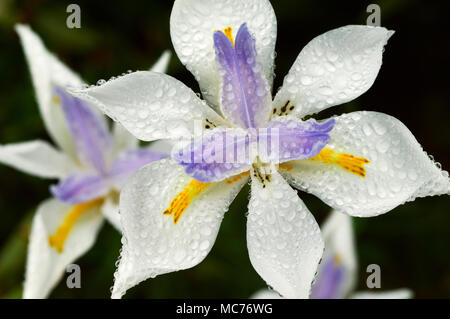 Rugiada di mattina coperte un iride bianco. Foto Stock