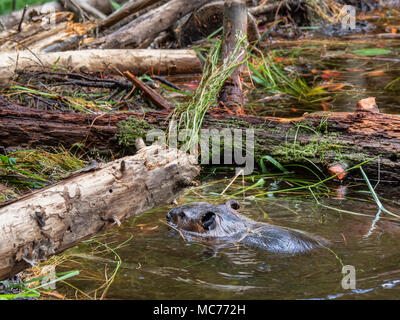 Beaver nell'acqua, Beaver Pond Trail, Algonquin Provincial Park, Ontario, Canada. Foto Stock