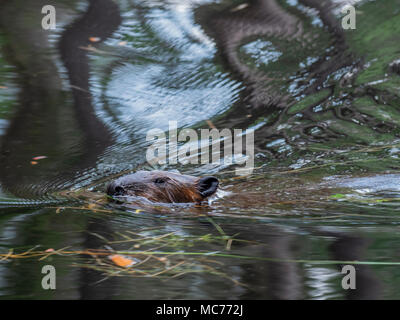 Beaver nell'acqua, Beaver Pond Trail, Algonquin Provincial Park, Ontario, Canada. Foto Stock