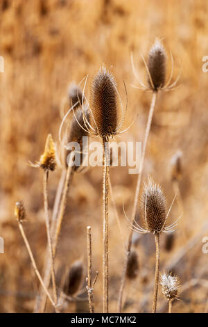 Cattails lungo il sud Arkansas River; Vandaveer Ranch; Salida; Colorado; USA Foto Stock