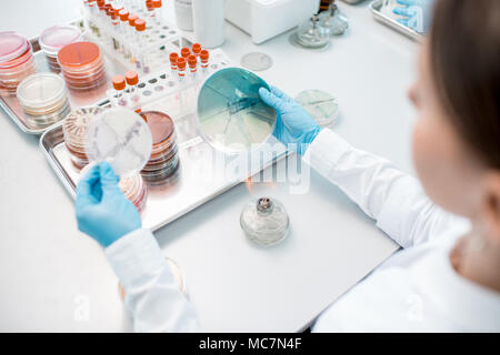 Donna fare batteriologici per la semina in capsule di Petri heeting tool con il fuoco in laboratorio Foto Stock