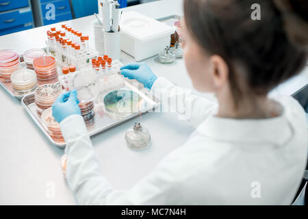 Donna fare batteriologici per la semina in capsule di Petri heeting tool con il fuoco in laboratorio Foto Stock