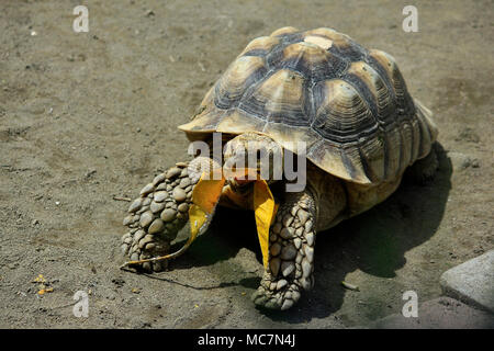 La tartaruga sulcata o tartaruga sperata africana (Centrochelys sulcata) mangia foglie secche cadute. Foto Stock