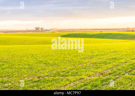 Bella e verde e giallo campi agricoli in Alentejo, Portogallo Foto Stock