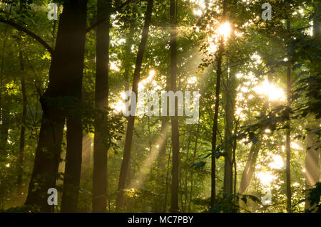 Forest i raggi solari, AW Stanley Park di New Britain, Connecticut Foto Stock