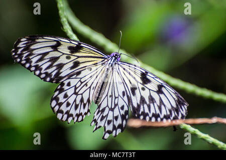 Aquilone di carta/carta di riso/Grande albero Nymph Butterfly ( Idea leuconoe) Foto Stock