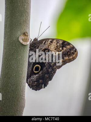 Il Gufo gigante (Caligo memnon) farfalla appollaiato su un tronco di un albero di piccole dimensioni. Foto Stock