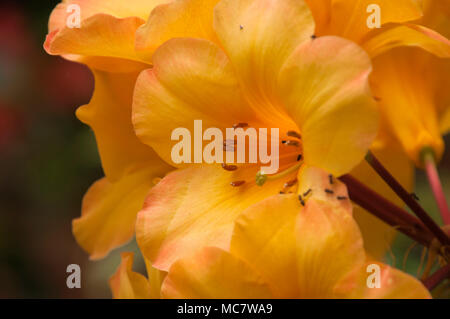 Sydney Australia, cloe giallo Miss Moffy fiori di rododendro Foto Stock