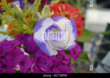 Arredate con gusto fresco e graziosi fiori close-up Foto Stock