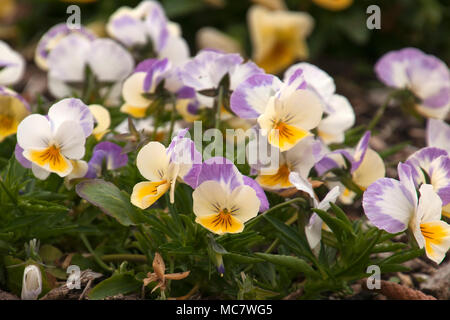 Sydney Australia, aiuola di crema, malva e pansies giallo Foto Stock