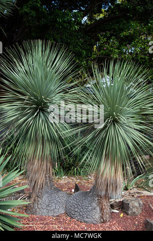 Sydney Australia, erba non identificato di albero in giardino Foto Stock