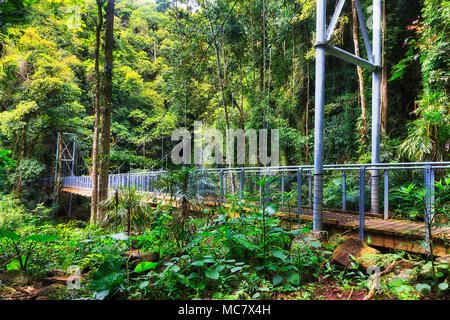 Passerella sul doccia Crystal Falls Creek in Dorrigo parco nazionale. Remote wet mite foresta pluviale lussureggiante con tettoia evergreen in un giorno di pioggia. Foto Stock