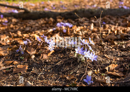 Anemone hepatica nella foresta in primavera (Polonia) Foto Stock