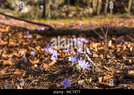 Anemone hepatica nella foresta in primavera (Polonia) Foto Stock