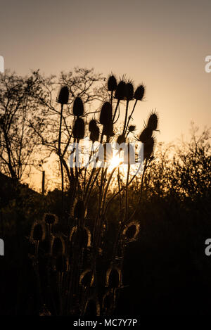 Teasels in sunset Foto Stock