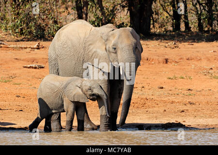 Elefante africano (Loxodonta africana) mucca e vitello in un waterhole, Kruger National Park, Sud Africa Foto Stock