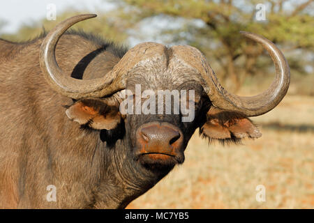 Ritratto di un africano o bufali (Syncerus caffer), Mokala National Park, Sud Africa Foto Stock