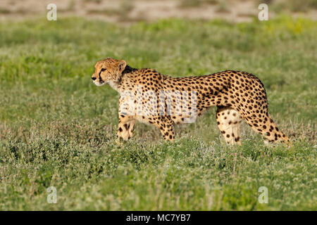 Un avviso ghepardo (Acinonyx jubatus) sulla caccia, il Parco Nazionale di Etosha, Namibia Foto Stock