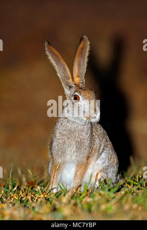 Un avviso lo scrubbing lepre (Lepus saxatilis) seduto in posizione eretta, Sud Africa Foto Stock