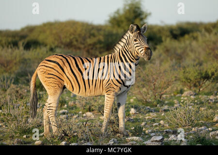 Una pianura zebra (Equus burchelli) in habitat naturale, il Parco Nazionale di Etosha, Namibia Foto Stock