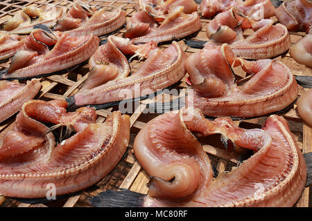 Sole singolo pesce essiccati realizzato da snakehead pesce, mettere in modo ordinato in luce del sole sulla tabella di bambù. Foto Stock