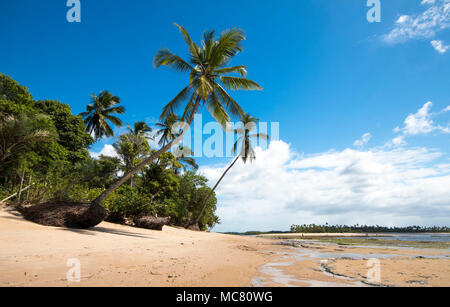 Isola di Boipeba. Paesaggio tropicale con spiaggia deserta e palme da cocco. Foto Stock